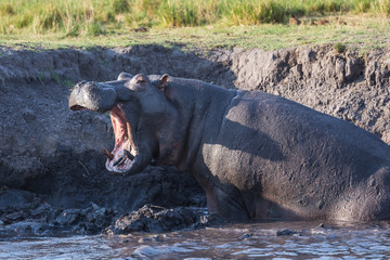 Fototapeta premium Angry hippo roaring