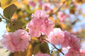 ヤエザクラの花