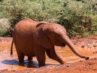 Obraz premium Baby elephant getting out of water