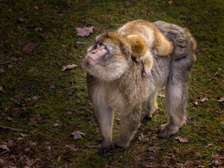 Monkey mother and child - 109364815
