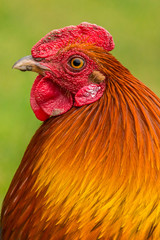 Rooster portrait - 109364837