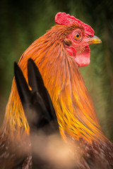Rooster portrait - 109364861