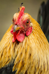 Rooster portrait - 109364889