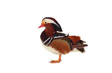 male mandarin duck