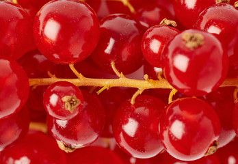 Red Currant as texture background top view