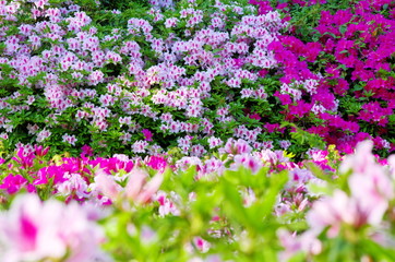 Naklejka premium 満開のツツジの花