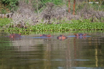 Group of four hippos