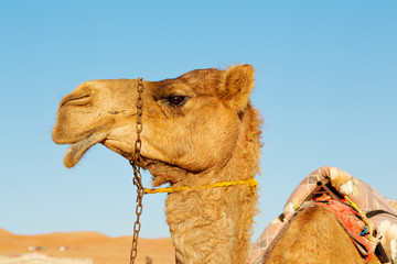 in oman empty   free dromedary