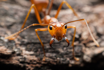 Ant macro