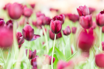 Obraz premium beautiful pink tulips in flower garden