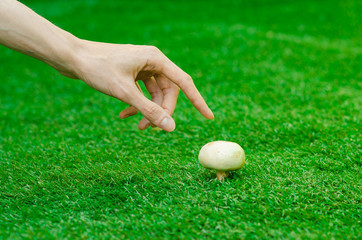 Mushrooms and forest theme: a man holding a white fungus on a background of green grass in summer - 109366433