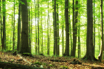 Zartes Grün in den Deutschlands Wälder