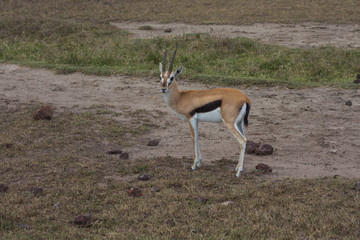 A young Thomson's gazelle