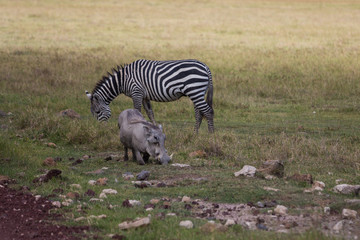 A warthog and zebra grazing