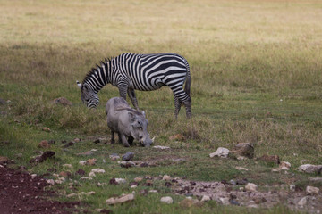Obraz na płótnie Canvas A warthog and zebra grazing