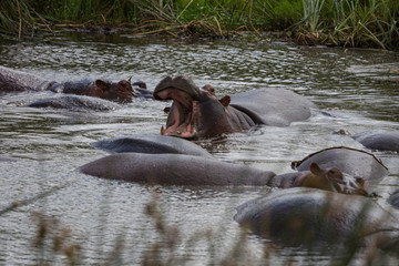 Fototapeta premium A large hippo roaring in the water