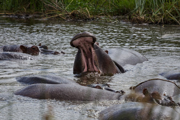 Fototapeta premium A large hippo roaring in the water