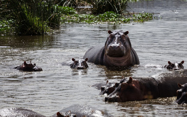 A hippo mother and its baby looking up
