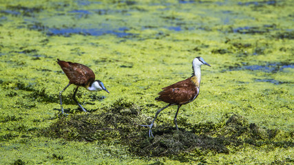 African jacana in Kruger National park, South Africa