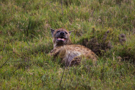 A spotted hyena laying in the grass