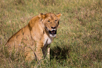 A lioness sweating in the high grass