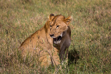 Fototapeta na wymiar A lioness sitting in the high grass