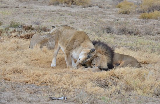 A pair of lions being affectionate to each other on Safari in South Africa