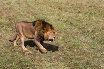 The lion king walking across the open planes