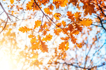Fototapeta na wymiar Autumn landscape. Autumn oak leaves, very shallow focus.