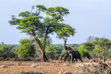 Fototapeta premium African bush elephant in Kruger National park, South Africa
