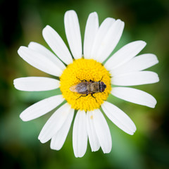 Fototapeta premium Fly on flower