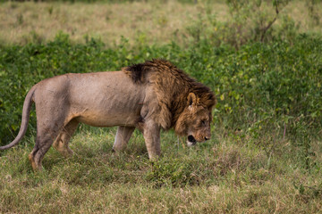 A male lion filled with scars