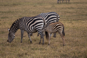 Fototapeta na wymiar Zebra baby diking