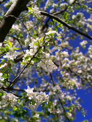 tree apple
