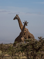 Obraz premium Two Rothschild's giraffes crossing necks