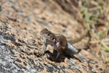A lizard sitting on a rock