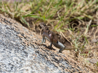 A lizard sitting on a rock