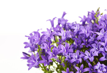 Glockenblume mit selektiver Schärfe