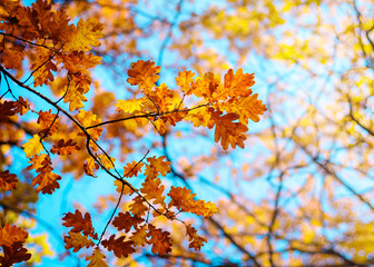 Autumn landscape. Autumn oak leaves, very shallow focus.