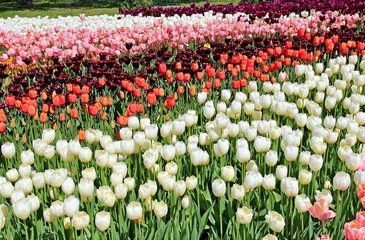 Fototapeta premium tulips in a garden