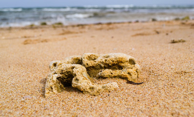 Fototapeta na wymiar Corals on the sand beach in Sri Lanka near Indian Ocean