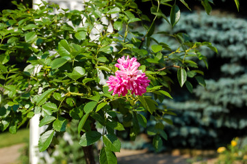 Obraz premium Москва. Кремль, «Тайницкий сад». Куст красных пионов растет на красивой клумбеMoscow. Kremlin, 