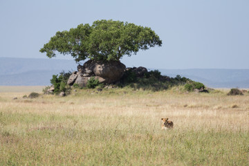 Fototapeta na wymiar A lioness hidden in grass, on the hunt