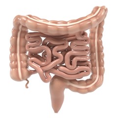 3d renderings of human intestines