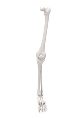 3d renderings of leg bones
