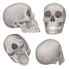 3d renderings of male skull