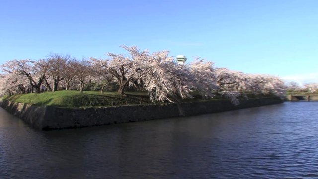 桜の名所〜光景