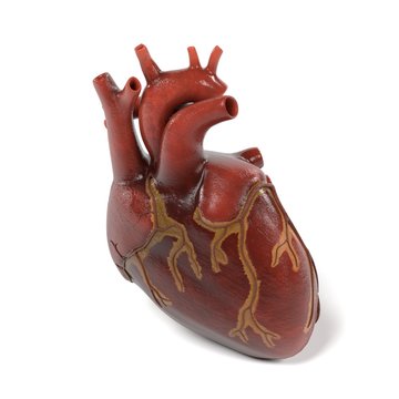 3d renderings of human heart