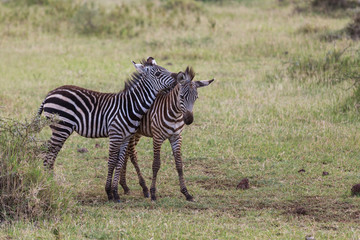 Obraz na płótnie Canvas Two young zebras