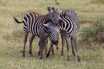 Two young zebras playing